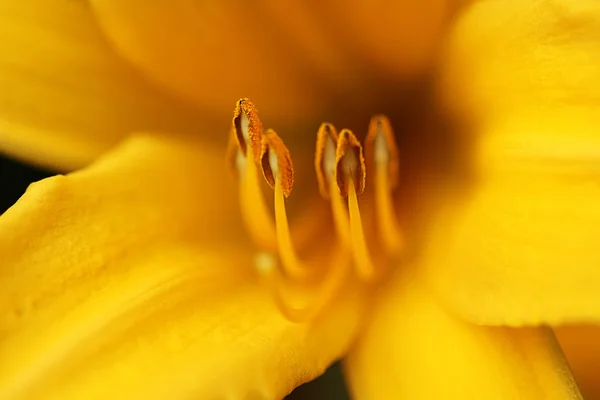 Bliska żółty kwiat — Zdjęcie stockowe