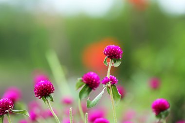 kırmızı küçük çiçek