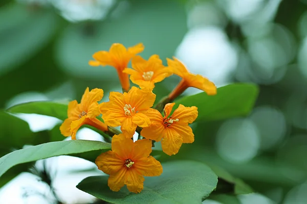 Yellow flower — Stock Photo, Image