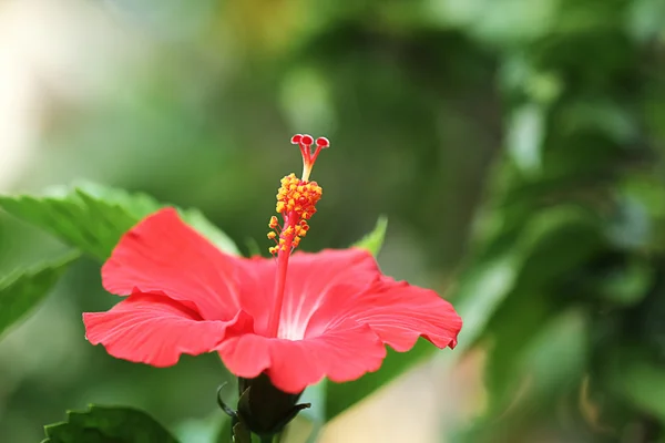 Czerwony hibiscus — Zdjęcie stockowe