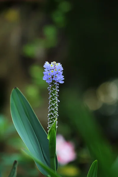 Lila blomma — Stockfoto