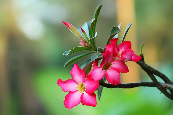 ピンクの花 — ストック写真