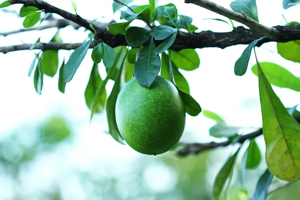 Frutto verde sull'albero dei rami — Foto Stock