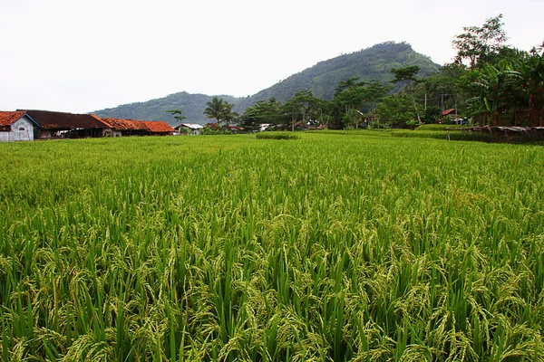 Campo de arroz — Foto de Stock