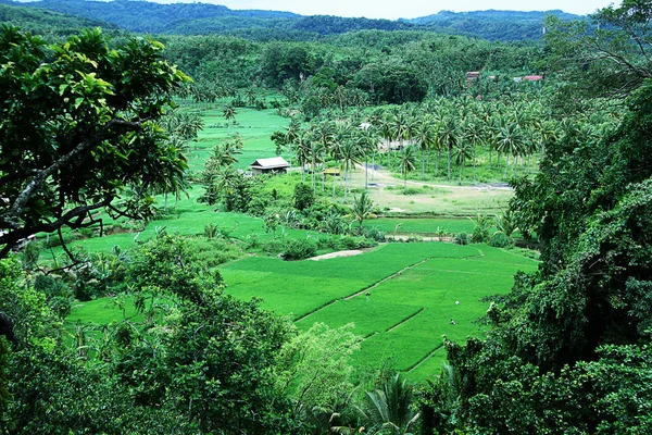 Campos de arroz — Fotografia de Stock