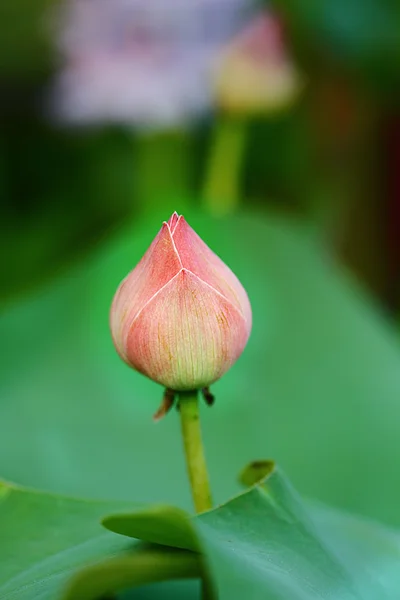 Fleur dans le jardin — Photo