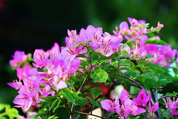 Flower in the garden — Stock Photo, Image