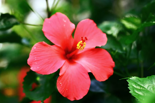 Flower in the garden — Stock Photo, Image