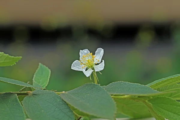 Vacker blomma — Stockfoto