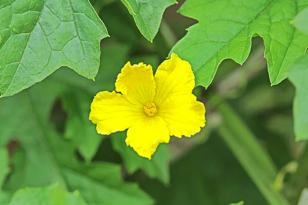 Vacker blomma — Stockfoto