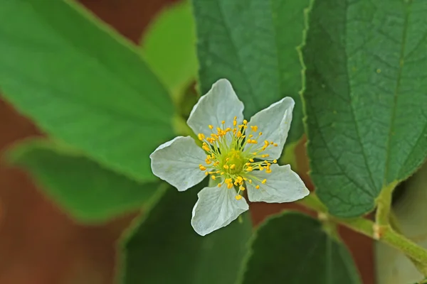 Beautiful flower — Stock Photo, Image