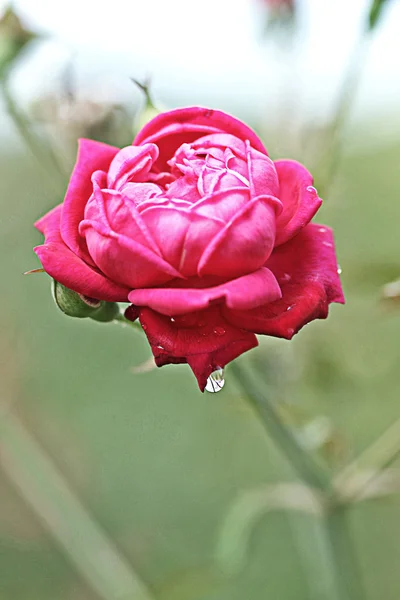 Beautiful flower — Stock Photo, Image