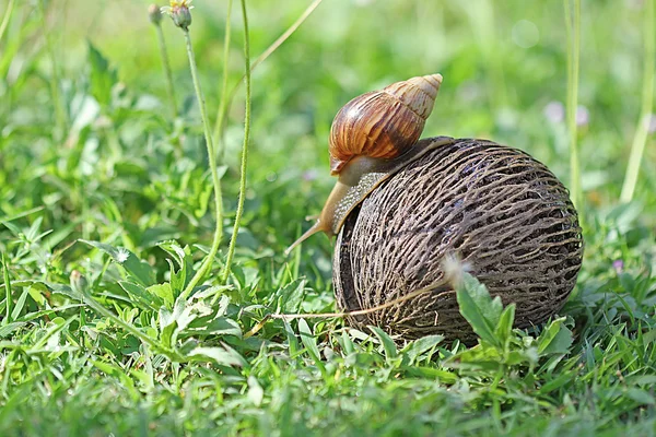 Slak op de Cocos schil — Stockfoto