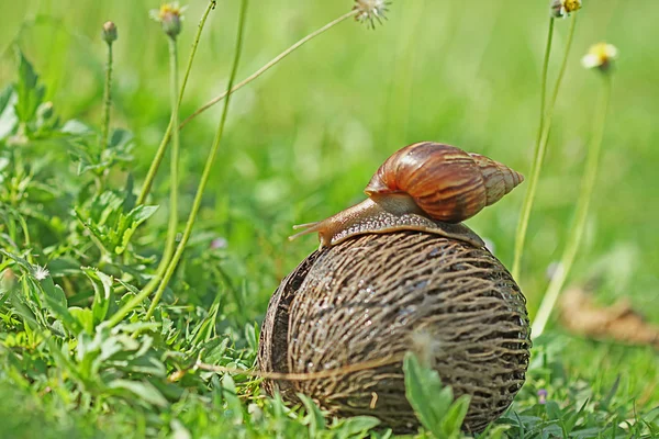 Snigel på kokos skalet — Stockfoto