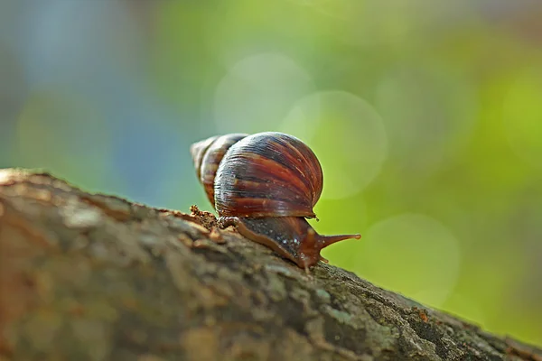 Snail on the coconut shell — Stock Photo, Image