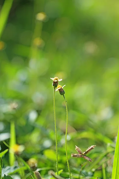 Flower grass — Stock Photo, Image