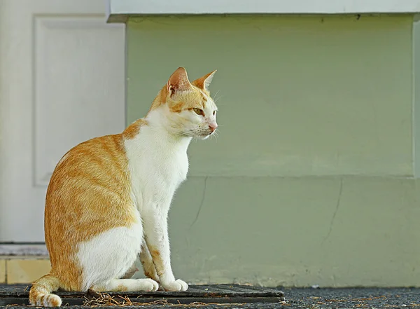 Ulicy kot — Zdjęcie stockowe