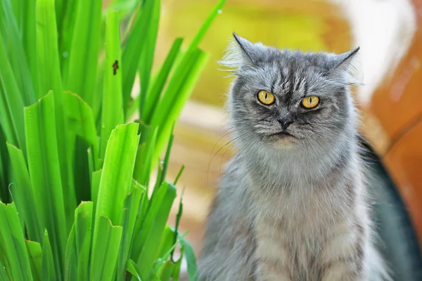 Cat sitting — Stock Photo, Image