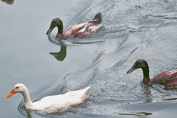 Ducks in the pond — Stock Photo, Image