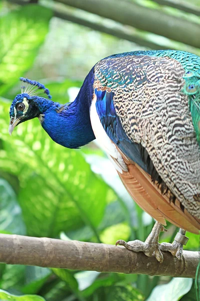 Kuş — Stok fotoğraf