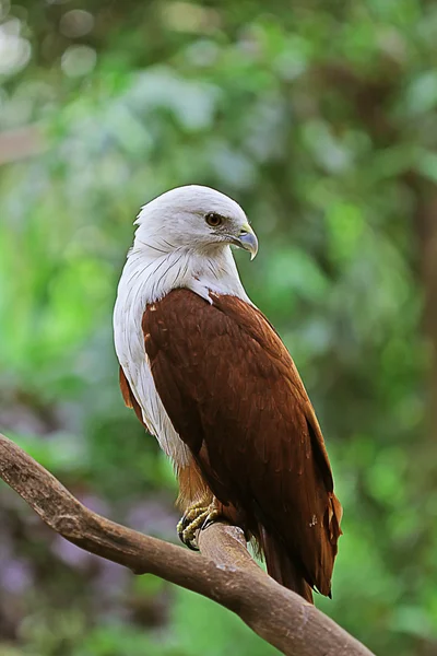 Bird — Stock Photo, Image