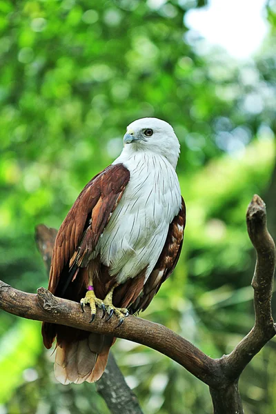 Bird — Stock Photo, Image