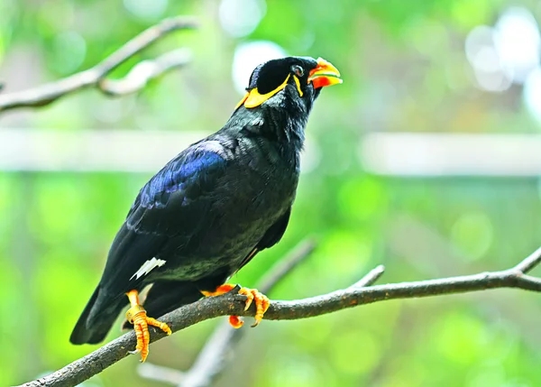 Bird — Stock Photo, Image