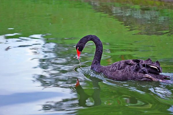 Bird — Stock Photo, Image