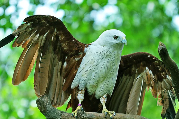 Bird — Stock Photo, Image