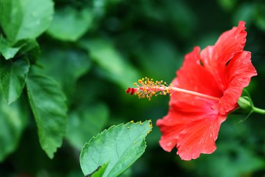 Kırmızı ebegümeci