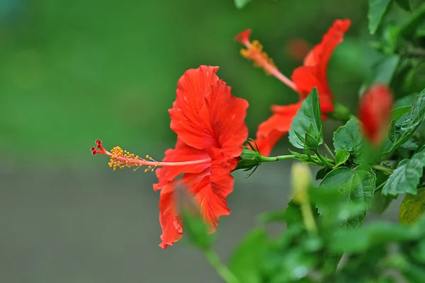 Czerwony hibiscus — Zdjęcie stockowe