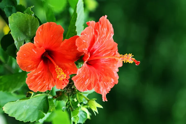 Rode hibiscus — Stockfoto