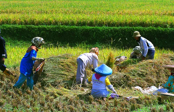 Spolupracovat na rýžové pole — Stock fotografie