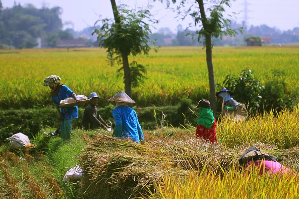Работаем вместе на рисовом поле — стоковое фото