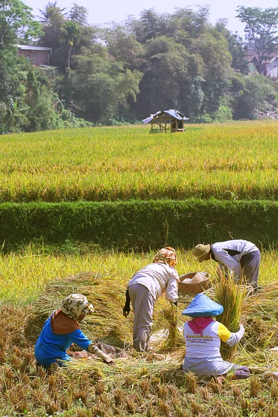 Samenwerken op rijst veld — Stockfoto