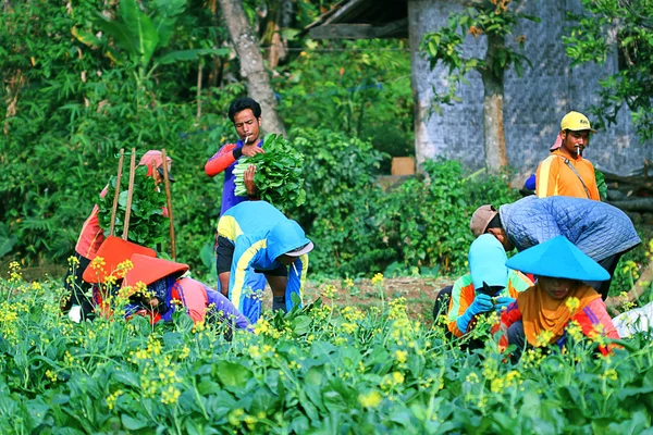 野菜畑で働く — ストック写真