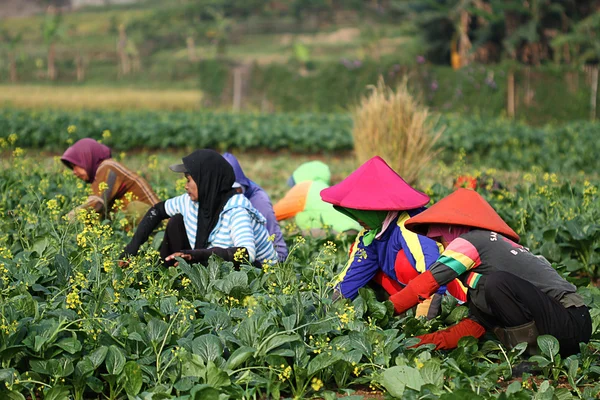 Arbetar på vegetabiliska field — Stockfoto