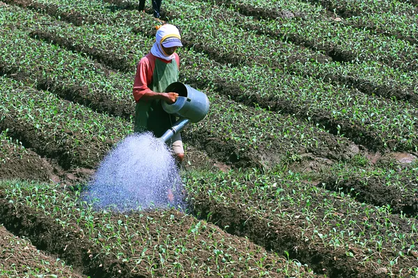 Lavorare in campo vegetale — Foto Stock