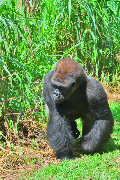 Gorilla — Stock Fotó