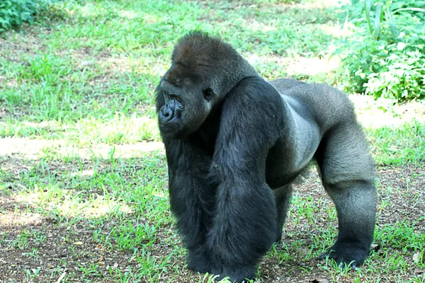 Gorilla — Stockfoto