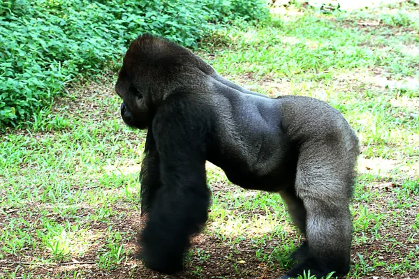 Gorilla — Foto Stock