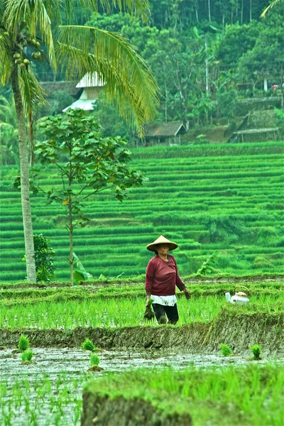 Trabajando en el campo de arroz, plantando el arroz — Foto de Stock