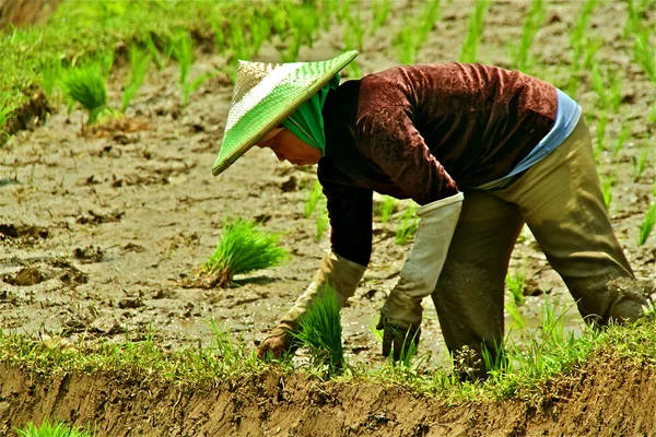 田植え田んぼで働く — ストック写真