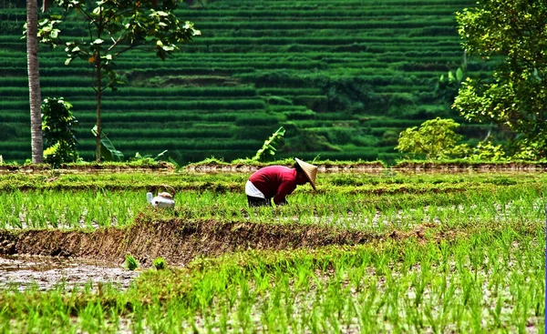 Lavorare nella risaia, piantare il riso — Foto Stock