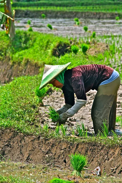 쌀을 재배 쌀 필드에서 근무 — 스톡 사진
