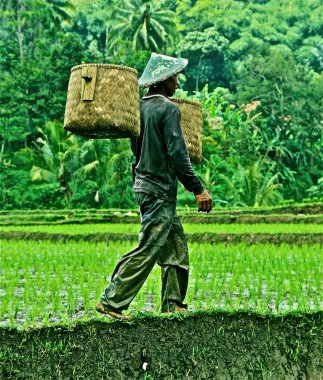 pirinç ekimi pirinç alan çalışma