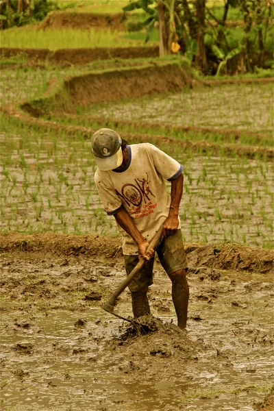 Работа на рисовом поле, посадка риса — стоковое фото