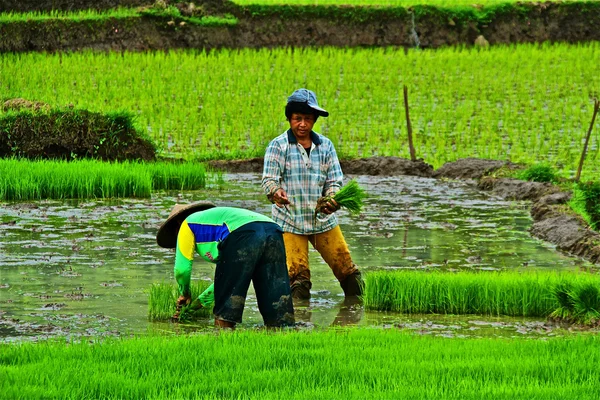 Работа на рисовом поле, посадка риса — стоковое фото