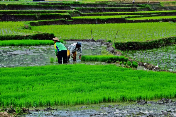 Travailler dans une rizière, planter le riz — Photo