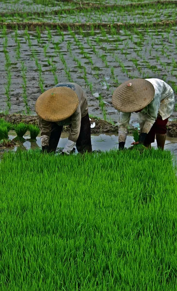 田植え田んぼで働く — ストック写真